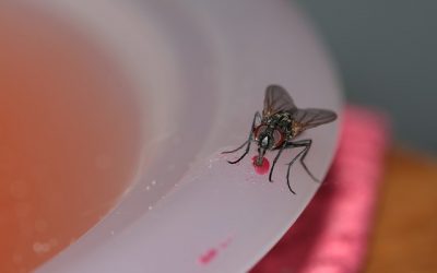 Comment combattre avec efficacite les pupes de mouche a la maison